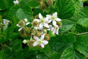 Blooming blackberry bush on rainy day.Growing berry in the garden.Print for wallpaper,calendar,cover,accessories,botanical poster.Selective focus photo