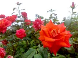 red roses in the garden photo