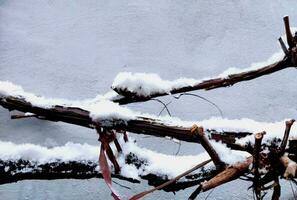 wine branches covered with snow photo