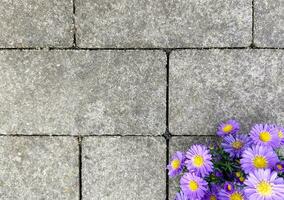 paving stones with flowers photo