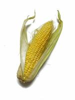 Single ear of corn isolated on white background photo