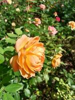 orange rose flower on a bush photo