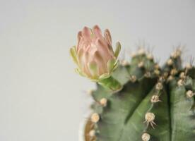 rosado cactus flor es floreciente un poco con blanco antecedentes foto