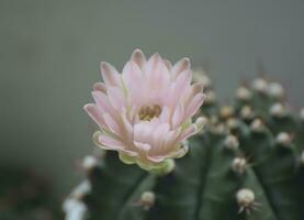 plantas y botánico, hermosa rosado florecer cactus flor foto