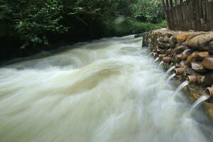 stream in the middle of a pine forest photo