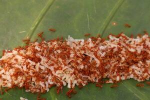 Kroto is ant eggs, a type of bird food photo
