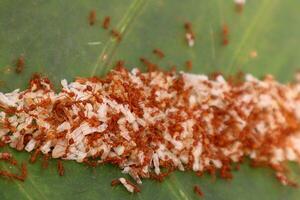 Kroto is ant eggs, a type of bird food photo