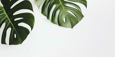 tropical monstera hojas en blanco antecedentes. creativo mínimo verano concepto. generativo ai foto