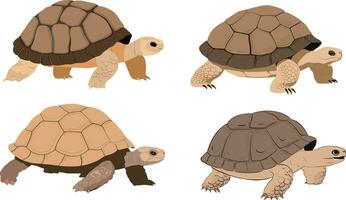 Old land tortoise reptile illustration simple hand drawn style illustration, white background vector