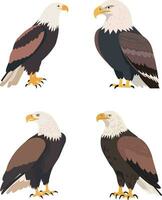 Eagle drawing flat vector illustration , white background , isolated , illustration minimal flipart