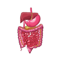 humano anatomia intestino ai generativo png