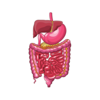 menselijk anatomie darm ai generatief png