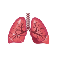 human lungs AI Generative png