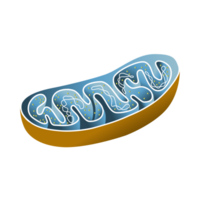 Mitochondria Sectional View AI Generative png