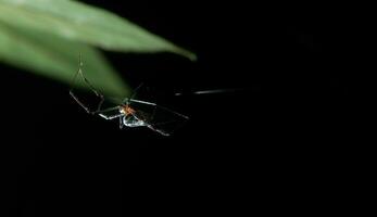 Spider on a leaf in the garden. Macro. Black background. photo