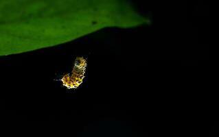 Butterfly larva on a leaf, isolated on black background photo