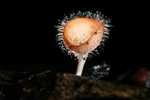 Hairy mushroom in rain forest at Saraburi Province, Thailand, photo
