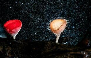 Champagne mushroom and hairy mushroom in rain forest at Saraburi Province, Thailand, photo