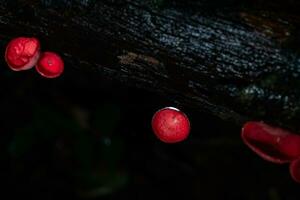 Champagne mushroom in rain forest at Saraburi Province, Thailand, photo