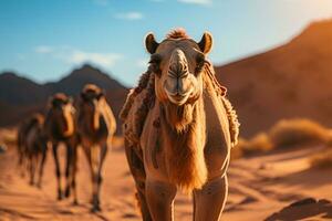 A group of camels walking on the deserts AI Generated photo