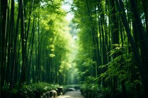 Bamboo forest scenery during daylight, warm, tranquillity photo