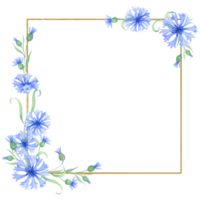 Gold frame with cornflower flowers . watercolor illustration with blue flowers png