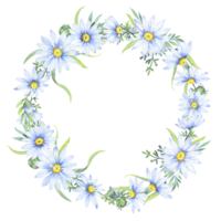 watercolor wreath with chamomile flowers. Floral round border of daisies. png