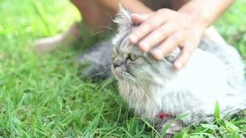 Katze Gehen im das Gras video