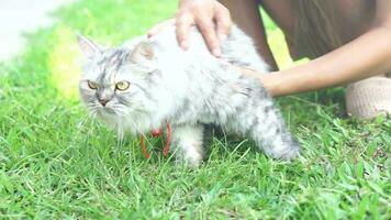 gato caminhando dentro a Relva video