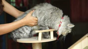 woman playing with cat in cat house video