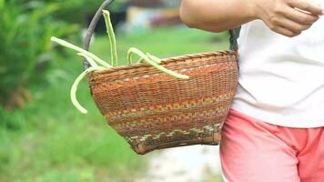 Woman picking yardlong beans to use for cooking video