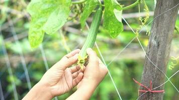 mujer cosecha vegetales en el jardín inspeccionar el calabacín a ver Si ellos tener estado cosechado todavía. video