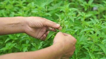 Women collect basil to use in cooking. video