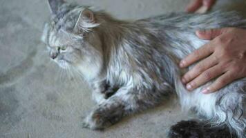 mulher pentear gato cabelo depois de dando uma gato uma banho video