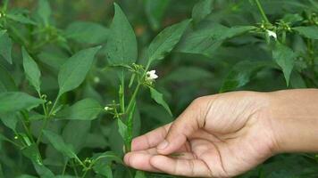 vrouw plukken paprika's in de tuin naar gebruik voor Koken biologisch groenten video