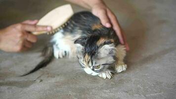 Woman combing cat hair after giving a cat a bath video