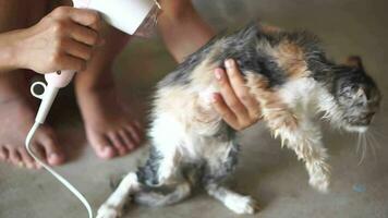 mulher sopro gato cabelo depois de dando uma gato uma banho video