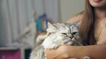 mujer jugando con gato a hogar, acariciando el de gato cabeza, rascarse el de gato barriga video