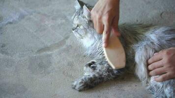 Woman combing cat hair after giving a cat a bath video