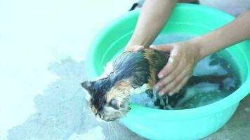 mulher dando uma banho para dela animal gato video