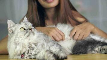 Woman playing with cat at home, stroking the cat's head, scratching the cat's belly video