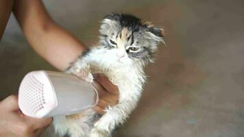 mujer soplo gato pelo después dando un gato un bañera video