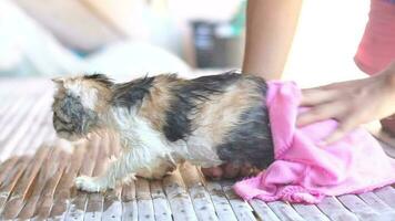 woman uses a towel to remove water from her cat's fur after giving her a bath. video