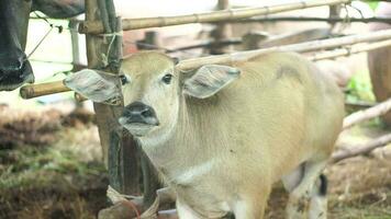 thai buffel bunden till en träd video