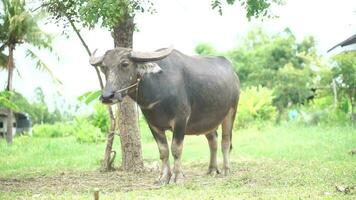 tailandés búfalo atado a un árbol video