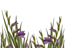acquerello gladioli pianta. floreale telaio con viola fiori, mini cuffie e le foglie mano dipinto illustrazione. botanico design per nozze, inviti e saluto carte png