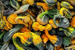 calabaza Fresco cosecha diferente tipos y variedades de calabaza comida bocadillo al aire libre Copiar espacio comida foto