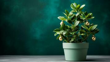 Live potted Christmas tree for sustainable celebration isolated on a gradient background photo