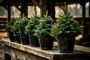 Adorning live potted Christmas trees for a sustainable holiday celebration photo