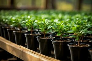 Adorning live potted Christmas trees for a sustainable holiday celebration photo